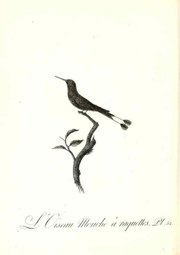 Reproducción/Reproduction 8597950712: Histoire naturelle et générale des colibris, oiseaux-mouches, jacamars et promerops /. A Paris,chez Desray,an XI=1802.