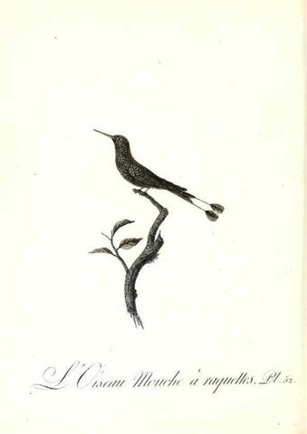 Reproducción/Reproduction 8597950712: Histoire naturelle et générale des colibris, oiseaux-mouches, jacamars et promerops /. A Paris,chez Desray,an XI=1802.