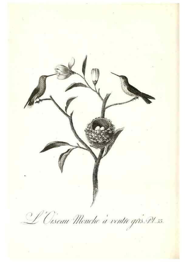 Reproducción/Reproduction 8597950926: Histoire naturelle et générale des colibris, oiseaux-mouches, jacamars et promerops /. A Paris,chez Desray,an XI=1802.