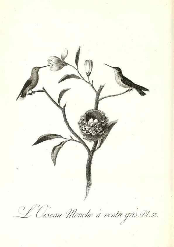 Reproducción/Reproduction 8597950926: Histoire naturelle et générale des colibris, oiseaux-mouches, jacamars et promerops /. A Paris,chez Desray,an XI=1802.