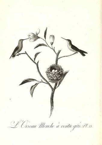 Reproducción/Reproduction 8597950926: Histoire naturelle et générale des colibris, oiseaux-mouches, jacamars et promerops /. A Paris,chez Desray,an XI=1802.