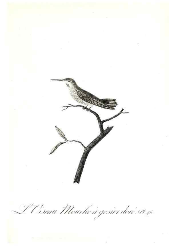 Reproducción/Reproduction 8596845873: Histoire naturelle et générale des colibris, oiseaux-mouches, jacamars et promerops /. A Paris,chez Desray,an XI=1802.