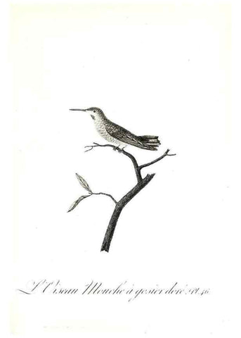 Reproducción/Reproduction 8596845873: Histoire naturelle et générale des colibris, oiseaux-mouches, jacamars et promerops /. A Paris,chez Desray,an XI=1802.