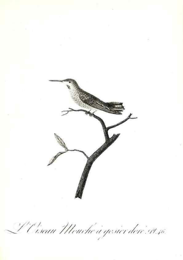 Reproducción/Reproduction 8596845873: Histoire naturelle et générale des colibris, oiseaux-mouches, jacamars et promerops /. A Paris,chez Desray,an XI=1802.