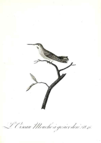 Reproducción/Reproduction 8596845873: Histoire naturelle et générale des colibris, oiseaux-mouches, jacamars et promerops /. A Paris,chez Desray,an XI=1802.