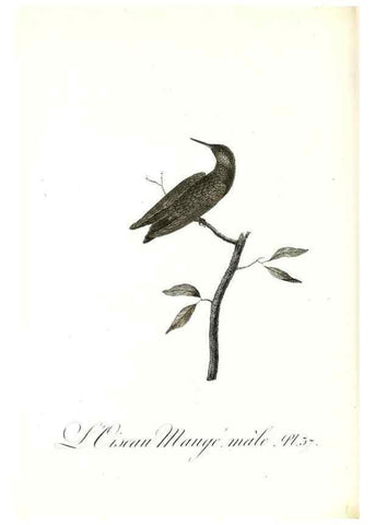 Reproducción/Reproduction 8597947306: Histoire naturelle et générale des colibris, oiseaux-mouches, jacamars et promerops /. A Paris,chez Desray,an XI=1802.