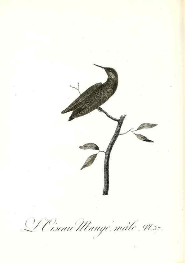 Reproducción/Reproduction 8597947306: Histoire naturelle et générale des colibris, oiseaux-mouches, jacamars et promerops /. A Paris,chez Desray,an XI=1802.