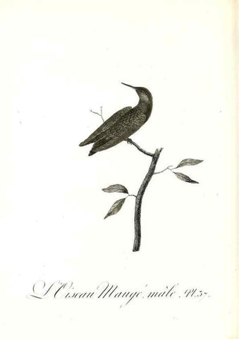 Reproducción/Reproduction 8597947306: Histoire naturelle et générale des colibris, oiseaux-mouches, jacamars et promerops /. A Paris,chez Desray,an XI=1802.