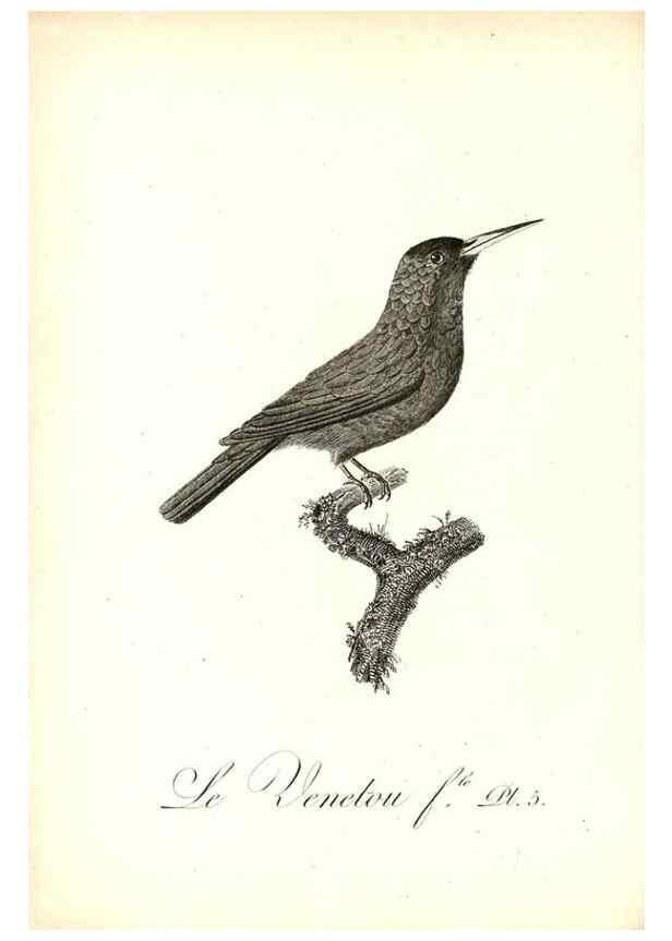 Reproducción/Reproduction 8597956658: Histoire naturelle et générale des colibris, oiseaux-mouches, jacamars et promerops /. A Paris,chez Desray,an XI=1802.
