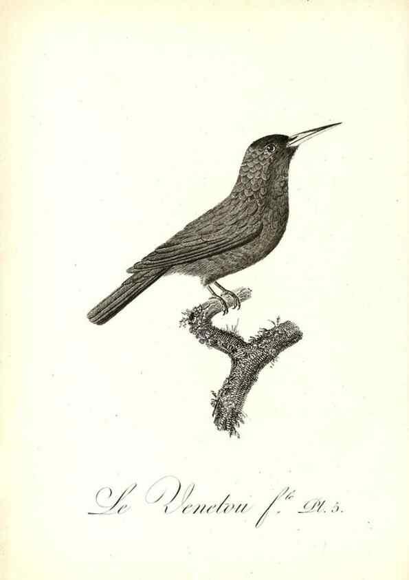 Reproducción/Reproduction 8597956658: Histoire naturelle et générale des colibris, oiseaux-mouches, jacamars et promerops /. A Paris,chez Desray,an XI=1802.