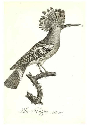 Reproducción/Reproduction 8597957166: Histoire naturelle et générale des colibris, oiseaux-mouches, jacamars et promerops /. A Paris,chez Desray,an XI=1802.