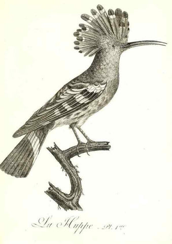 Reproducción/Reproduction 8597957166: Histoire naturelle et générale des colibris, oiseaux-mouches, jacamars et promerops /. A Paris,chez Desray,an XI=1802.