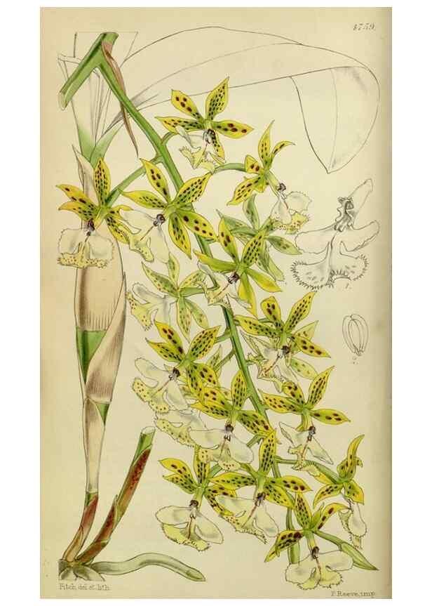Reproducción/Reproduction 8599356471: Curtis's botanical magazine.. London ;New York [etc.] :Academic Press [etc.]