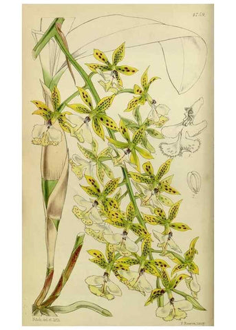 Reproducción/Reproduction 8599356471: Curtis's botanical magazine.. London ;New York [etc.] :Academic Press [etc.]