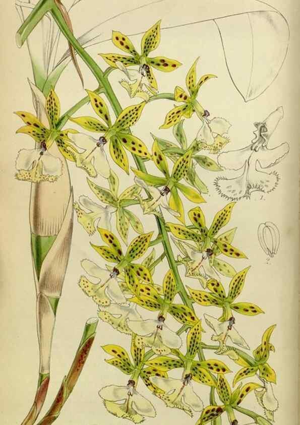 Reproducción/Reproduction 8599356471: Curtis's botanical magazine.. London ;New York [etc.] :Academic Press [etc.]
