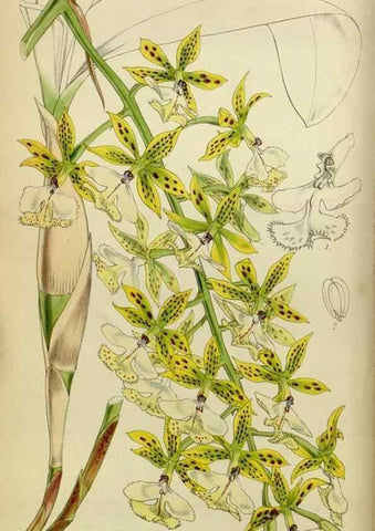 Reproducción/Reproduction 8599356471: Curtis's botanical magazine.. London ;New York [etc.] :Academic Press [etc.]