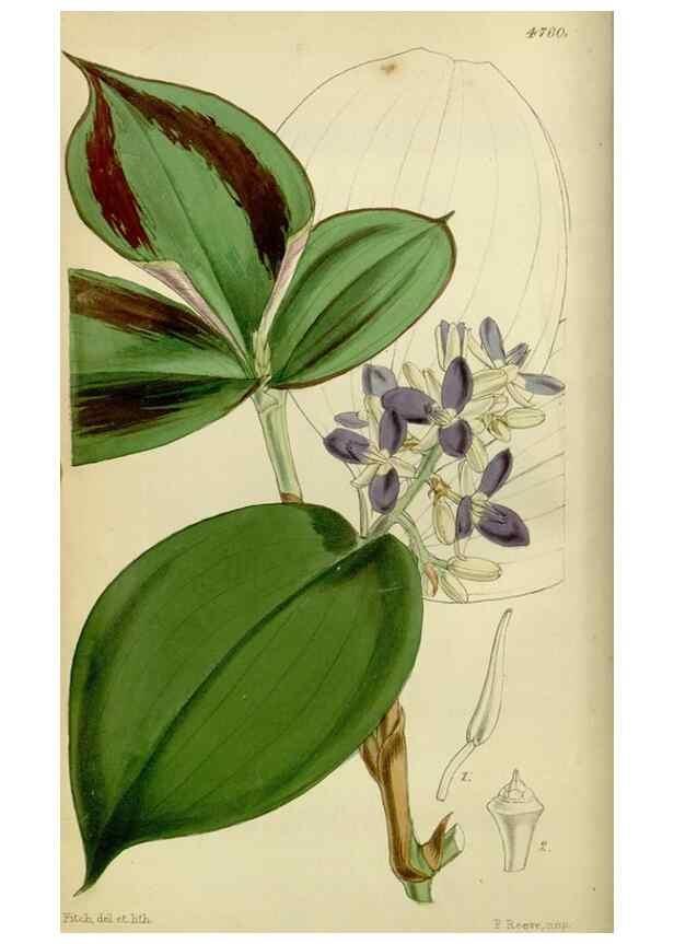 Reproducción/Reproduction 8600456828: Curtis's botanical magazine.. London ;New York [etc.] :Academic Press [etc.]