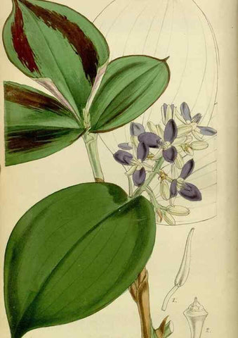 Reproducción/Reproduction 8600456828: Curtis's botanical magazine.. London ;New York [etc.] :Academic Press [etc.]