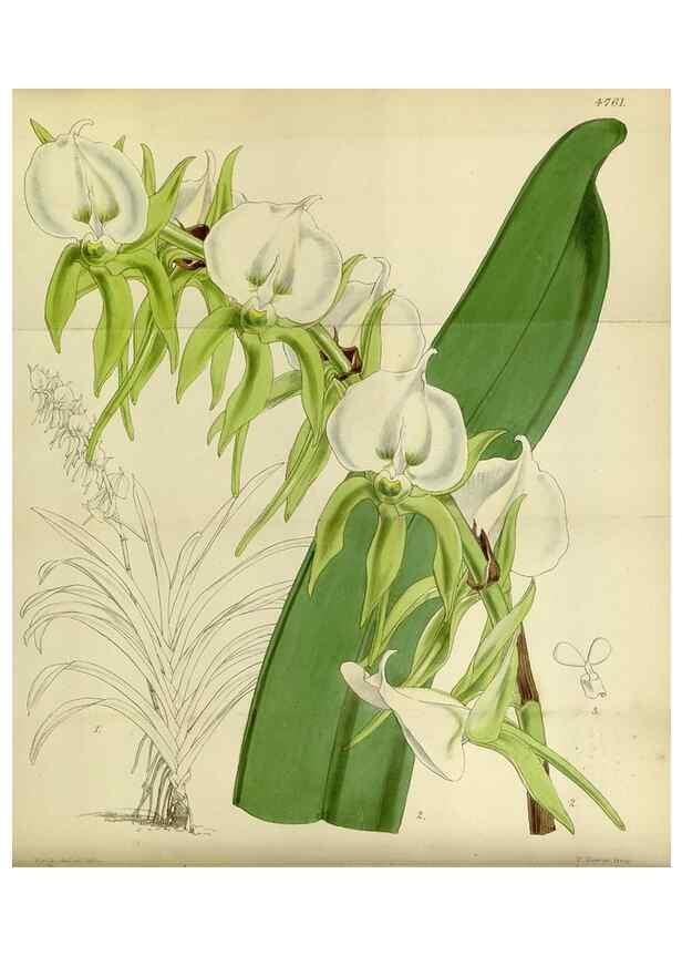 Reproducción/Reproduction 8600458076: Curtis's botanical magazine.. London ;New York [etc.] :Academic Press [etc.]
