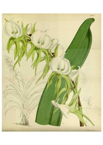 Reproducción/Reproduction 8600458076: Curtis's botanical magazine.. London ;New York [etc.] :Academic Press [etc.]