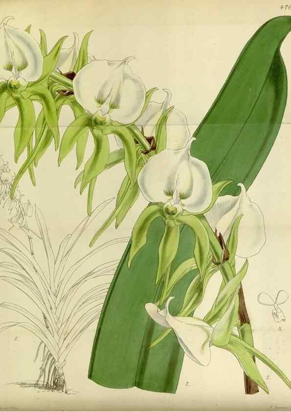 Reproducción/Reproduction 8600458076: Curtis's botanical magazine.. London ;New York [etc.] :Academic Press [etc.]