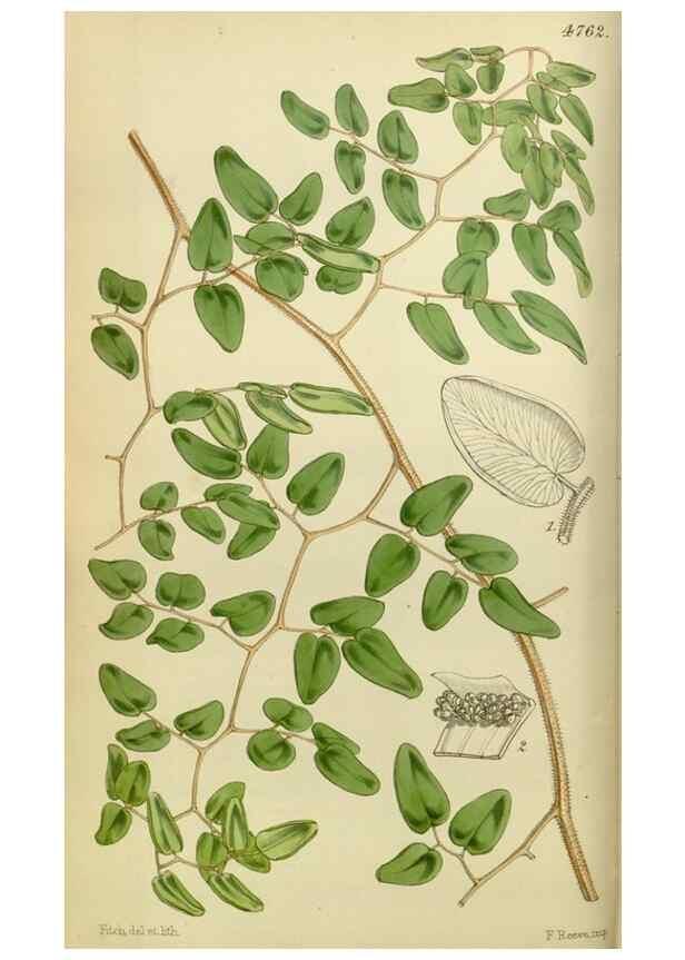 Reproducción/Reproduction 8599359655: Curtis's botanical magazine.. London ;New York [etc.] :Academic Press [etc.]