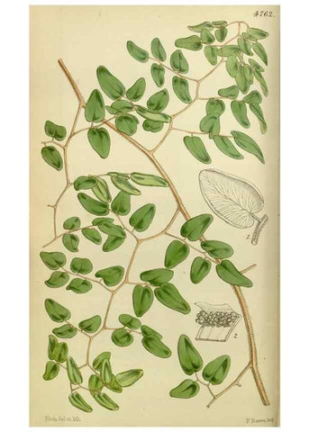Reproducción/Reproduction 8599359655: Curtis's botanical magazine.. London ;New York [etc.] :Academic Press [etc.]