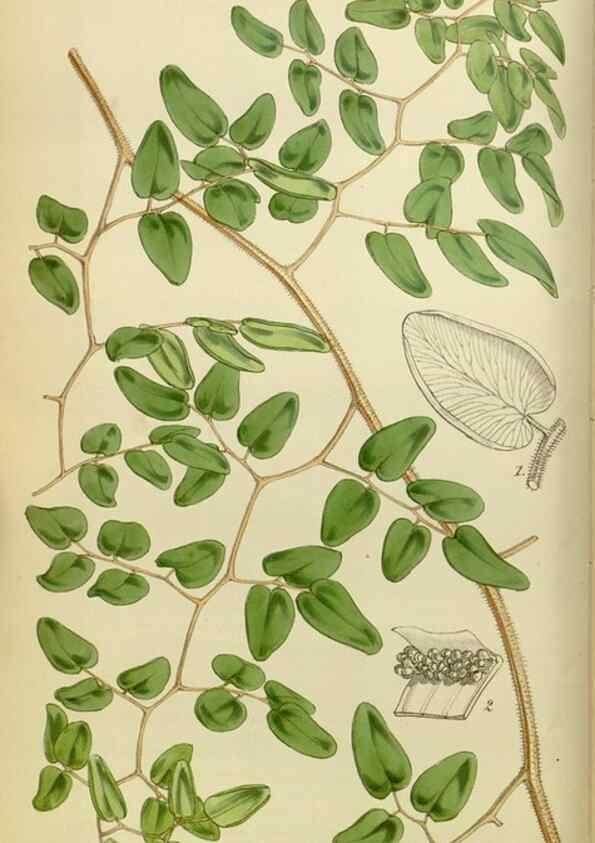 Reproducción/Reproduction 8599359655: Curtis's botanical magazine.. London ;New York [etc.] :Academic Press [etc.]