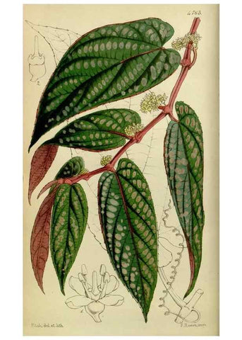 Reproducción/Reproduction 8599360469: Curtis's botanical magazine.. London ;New York [etc.] :Academic Press [etc.]
