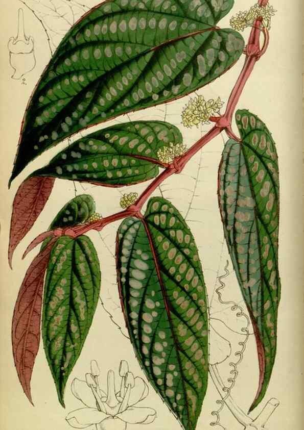 Reproducción/Reproduction 8599360469: Curtis's botanical magazine.. London ;New York [etc.] :Academic Press [etc.]