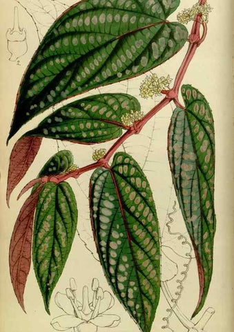 Reproducción/Reproduction 8599360469: Curtis's botanical magazine.. London ;New York [etc.] :Academic Press [etc.]