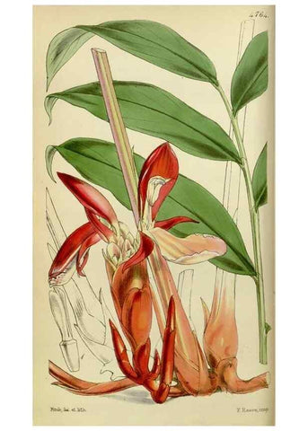 Reproducción/Reproduction 8599361103: Curtis's botanical magazine.. London ;New York [etc.] :Academic Press [etc.]