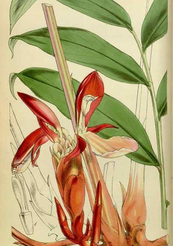 Reproducción/Reproduction 8599361103: Curtis's botanical magazine.. London ;New York [etc.] :Academic Press [etc.]