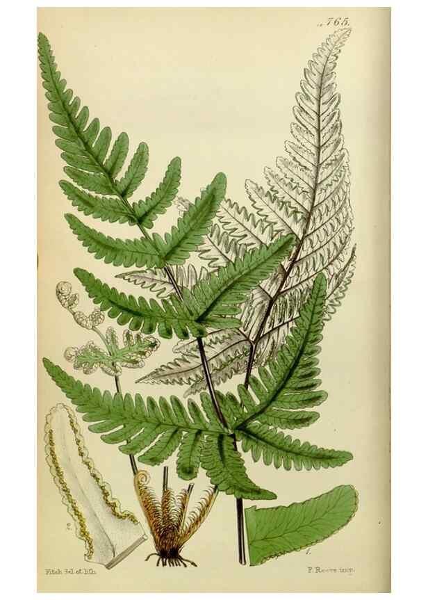 Reproducción/Reproduction 8599361981: Curtis's botanical magazine.. London ;New York [etc.] :Academic Press [etc.]