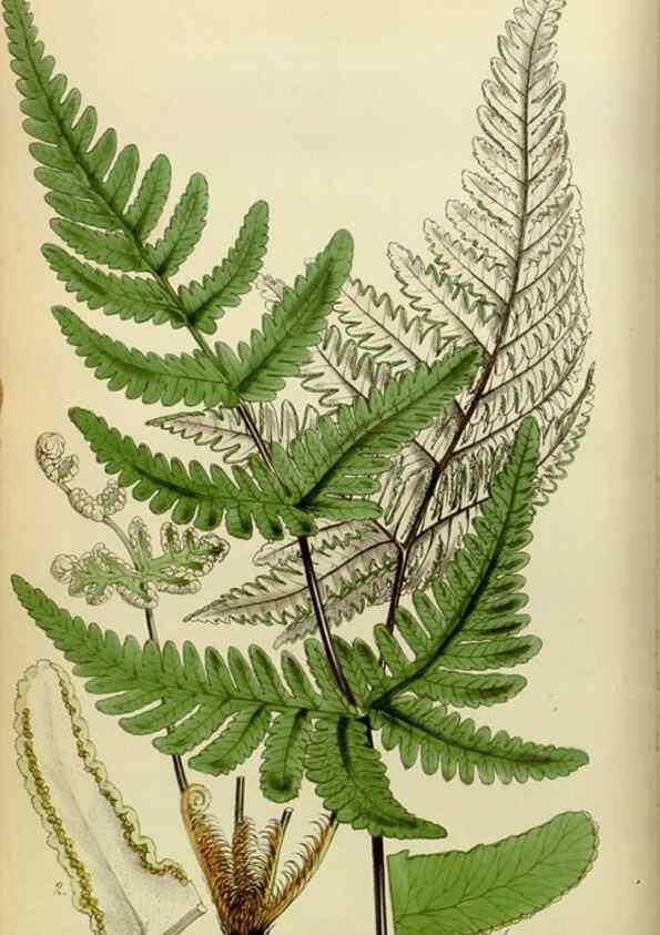 Reproducción/Reproduction 8599361981: Curtis's botanical magazine.. London ;New York [etc.] :Academic Press [etc.]