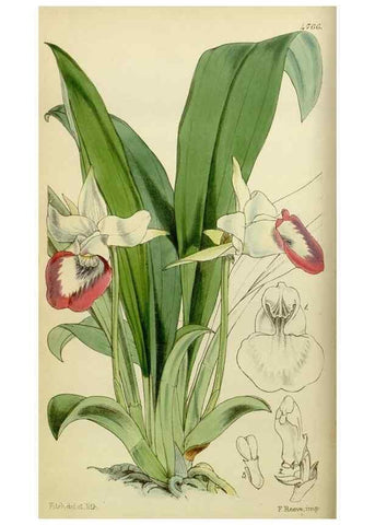 Reproducción/Reproduction 8600462102: Curtis's botanical magazine.. London ;New York [etc.] :Academic Press [etc.]