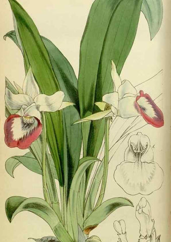 Reproducción/Reproduction 8600462102: Curtis's botanical magazine.. London ;New York [etc.] :Academic Press [etc.]