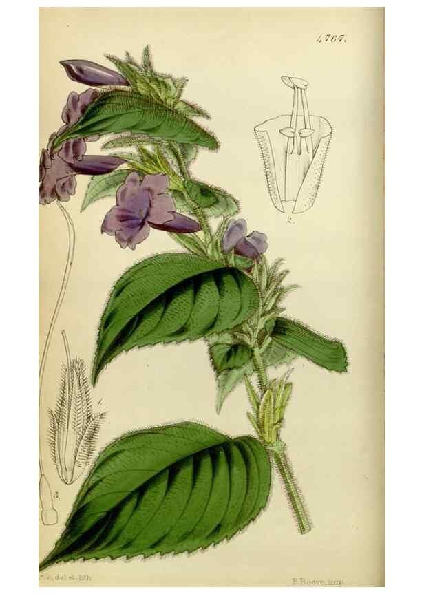 Reproducción/Reproduction 8599363857: Curtis's botanical magazine.. London ;New York [etc.] :Academic Press [etc.]