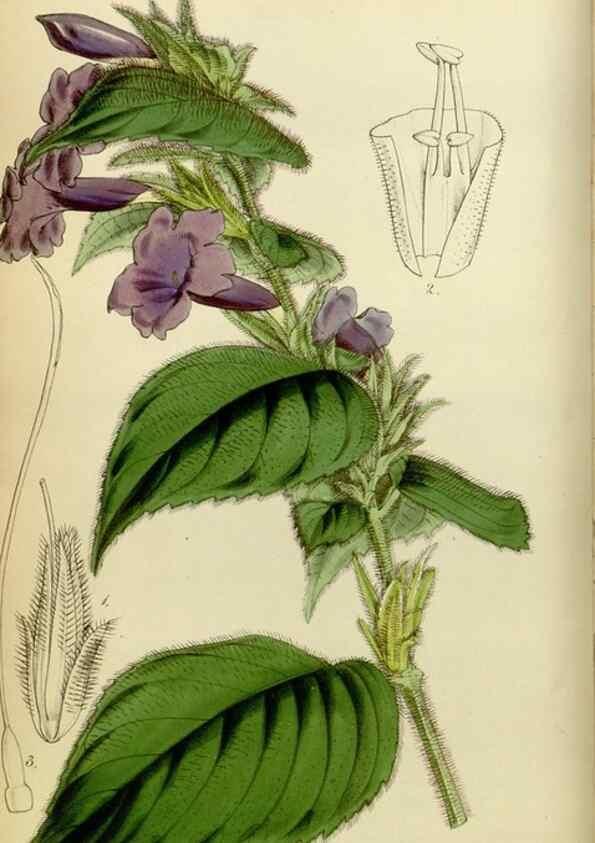 Reproducción/Reproduction 8599363857: Curtis's botanical magazine.. London ;New York [etc.] :Academic Press [etc.]