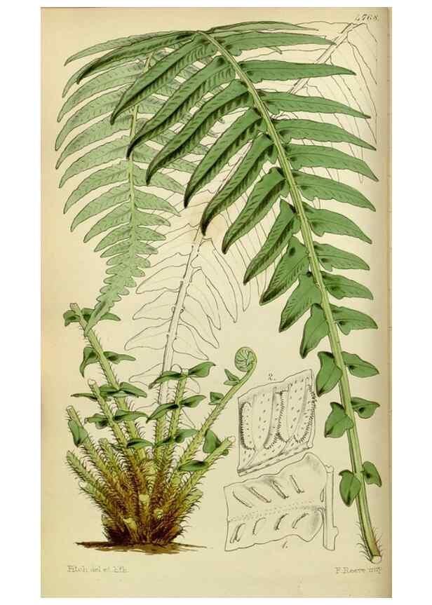 Reproducción/Reproduction 8599369735: Curtis's botanical magazine.. London ;New York [etc.] :Academic Press [etc.]