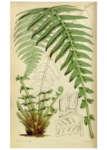 Reproducción/Reproduction 8599369735: Curtis's botanical magazine.. London ;New York [etc.] :Academic Press [etc.]