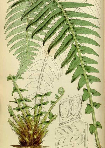 Reproducción/Reproduction 8599369735: Curtis's botanical magazine.. London ;New York [etc.] :Academic Press [etc.]