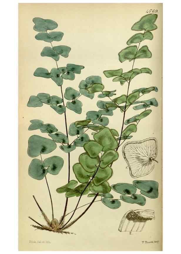 Reproducción/Reproduction 8599370197: Curtis's botanical magazine.. London ;New York [etc.] :Academic Press [etc.]