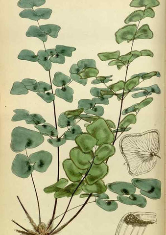 Reproducción/Reproduction 8599370197: Curtis's botanical magazine.. London ;New York [etc.] :Academic Press [etc.]