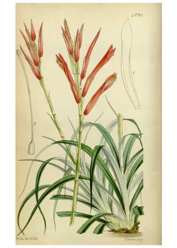 Reproducción/Reproduction 8600514812: Curtis's botanical magazine.. London ;New York [etc.] :Academic Press [etc.]