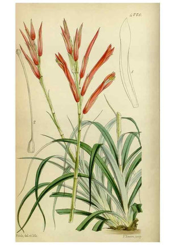 Reproducción/Reproduction 8600514812: Curtis's botanical magazine.. London ;New York [etc.] :Academic Press [etc.]