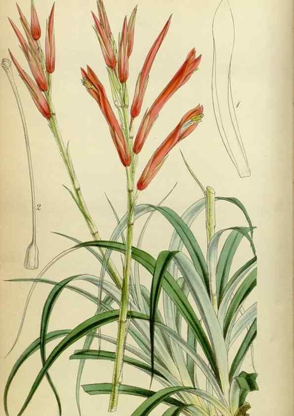 Reproducción/Reproduction 8600514812: Curtis's botanical magazine.. London ;New York [etc.] :Academic Press [etc.]