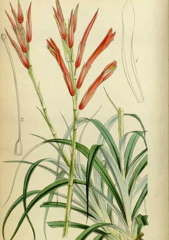 Reproducción/Reproduction 8600514812: Curtis's botanical magazine.. London ;New York [etc.] :Academic Press [etc.]