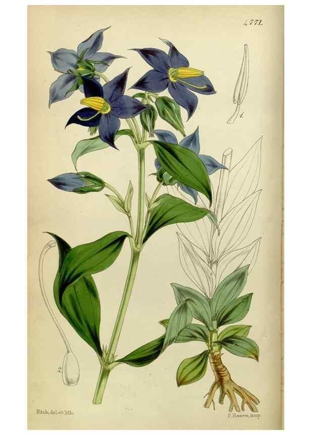 Reproducción/Reproduction 8599415759: Curtis's botanical magazine.. London ;New York [etc.] :Academic Press [etc.]
