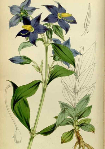 Reproducción/Reproduction 8599415759: Curtis's botanical magazine.. London ;New York [etc.] :Academic Press [etc.]